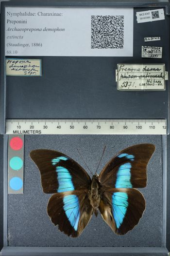 Media type: image;   Entomology 167260